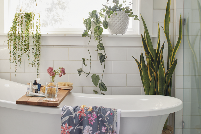 Plants in bathroom