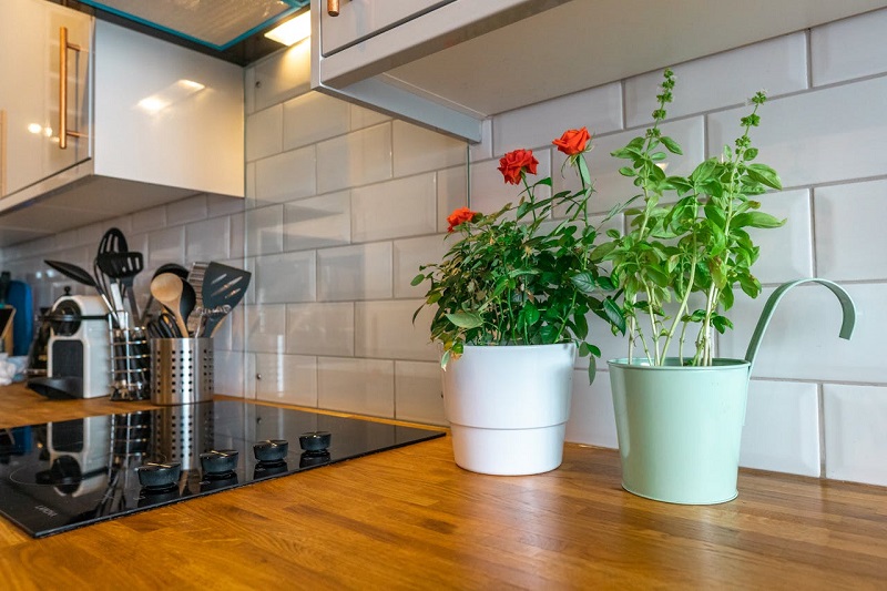 Kitchen with Indoor Plants